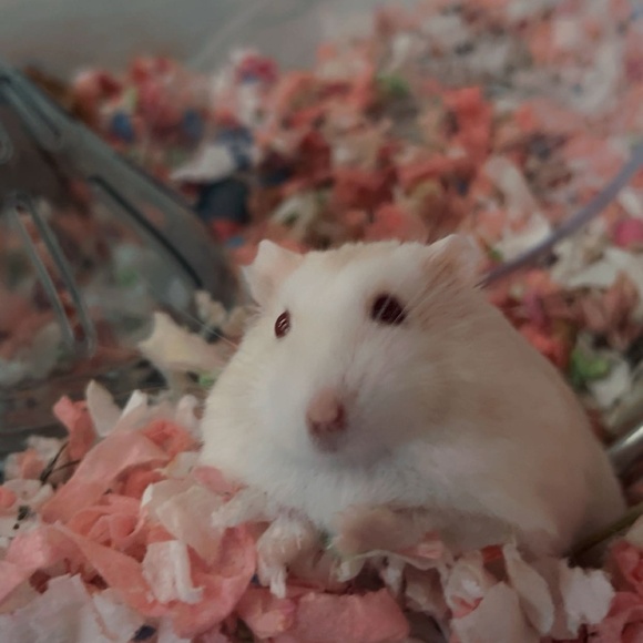 Meet your Posher, Samantha - Picture 12 of 13